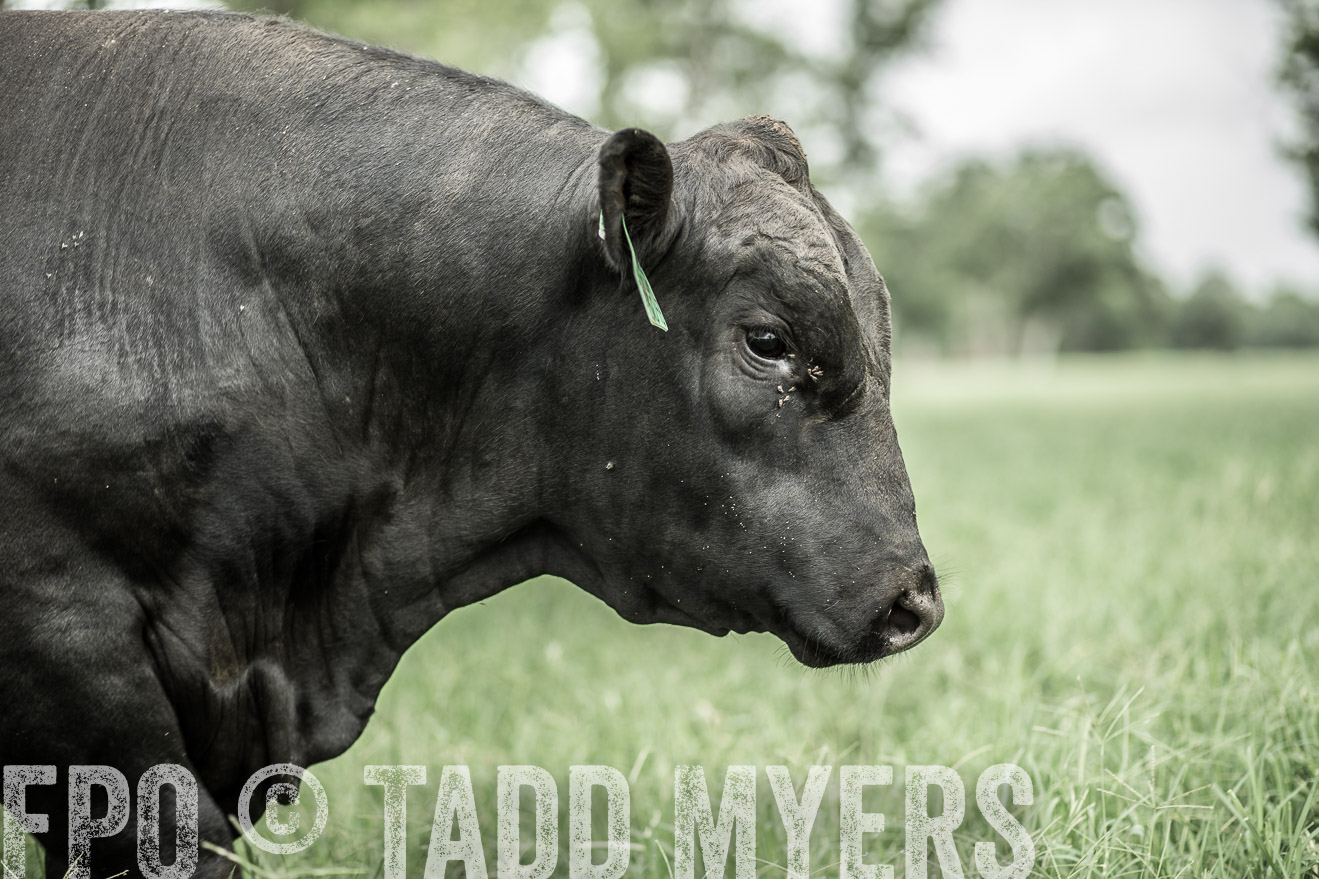 TMyers_CameronTX_June2014-8261