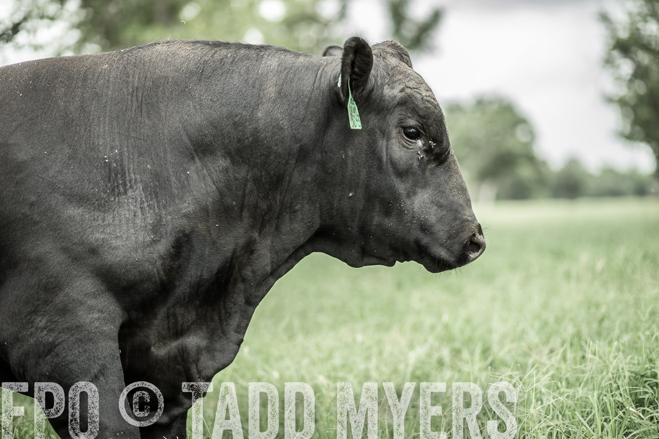 TMyers_CameronTX_June2014-8264