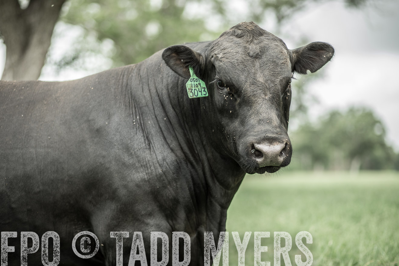 TMyers_CameronTX_June2014-8266
