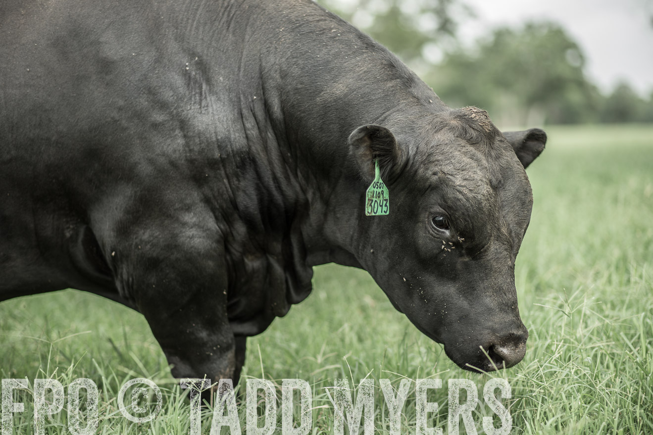 TMyers_CameronTX_June2014-8268
