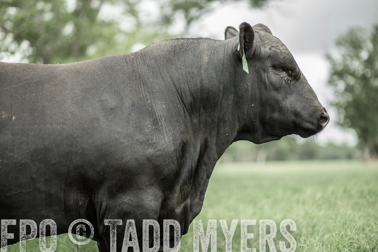 TMyers_CameronTX_June2014-8273