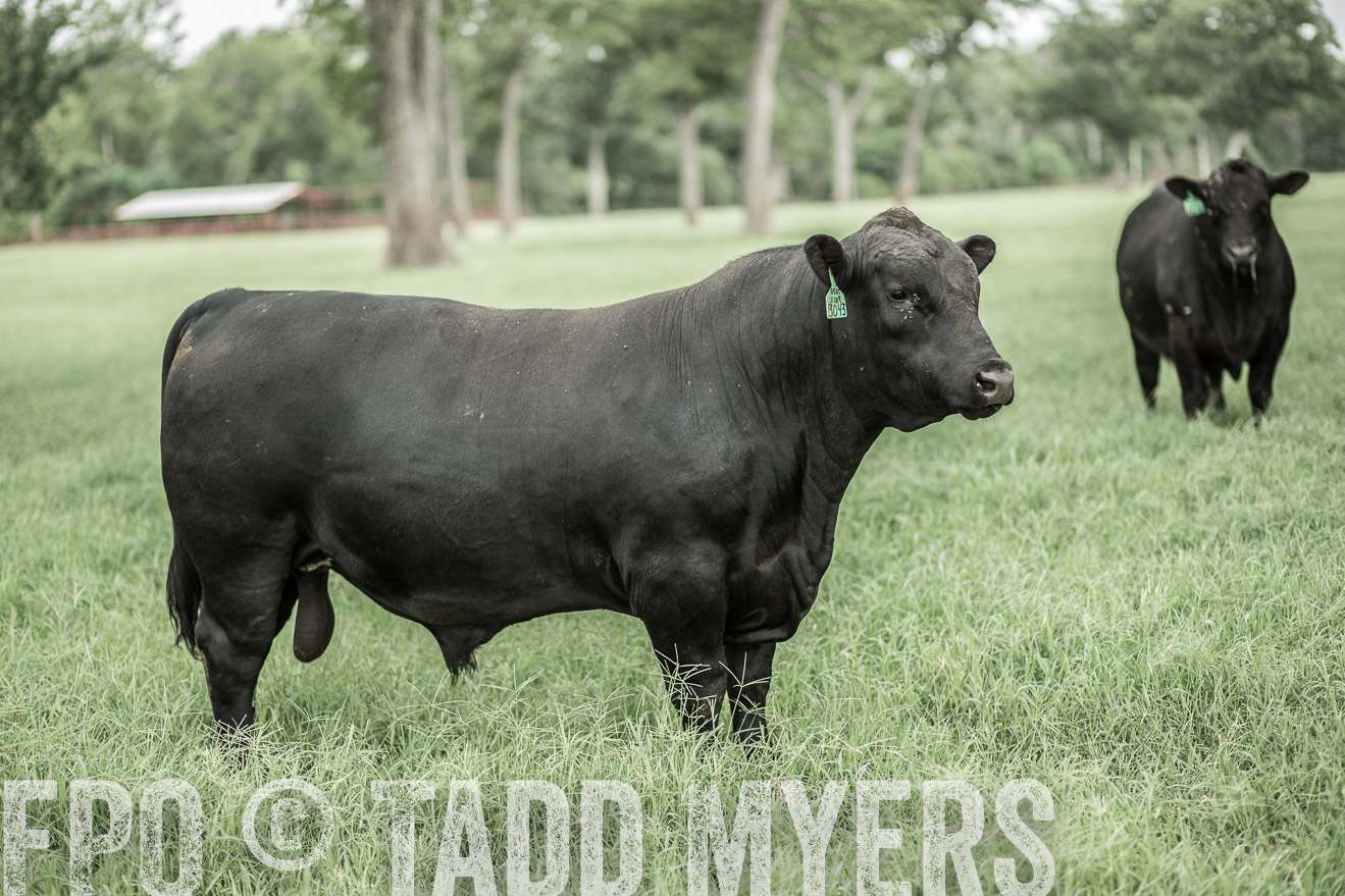 TMyers_CameronTX_June2014-8283