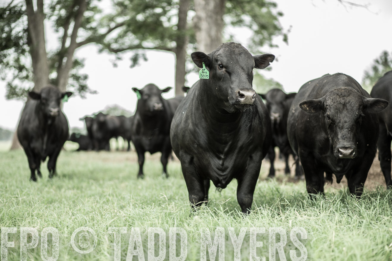 TMyers_CameronTX_June2014-8307