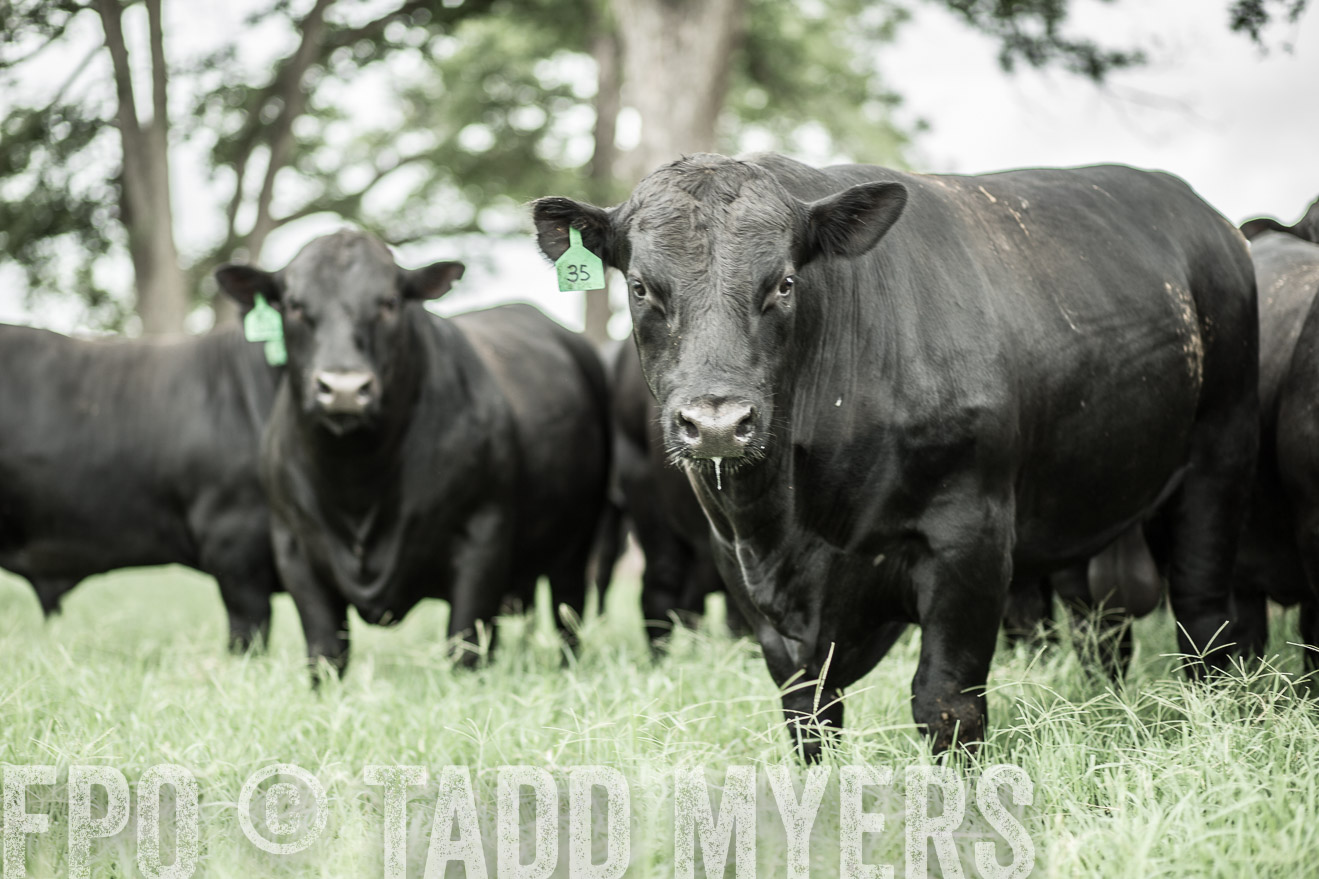 TMyers_CameronTX_June2014-8373
