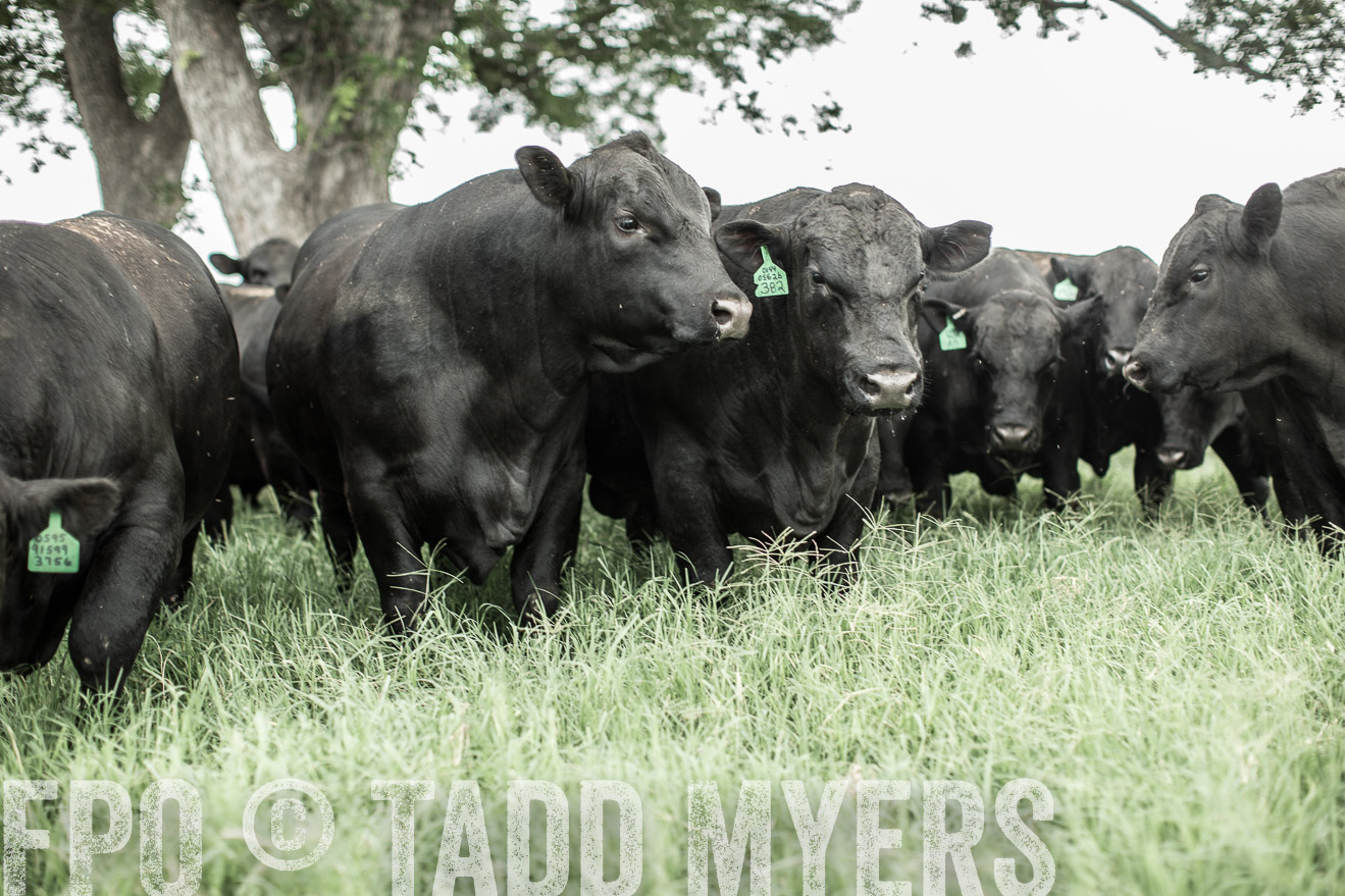 TMyers_CameronTX_June2014-8377