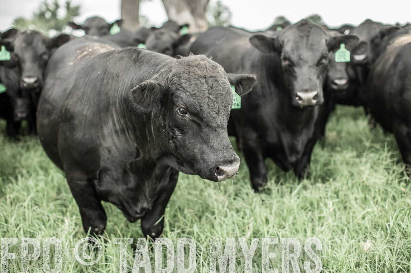 TMyers_CameronTX_June2014-8393