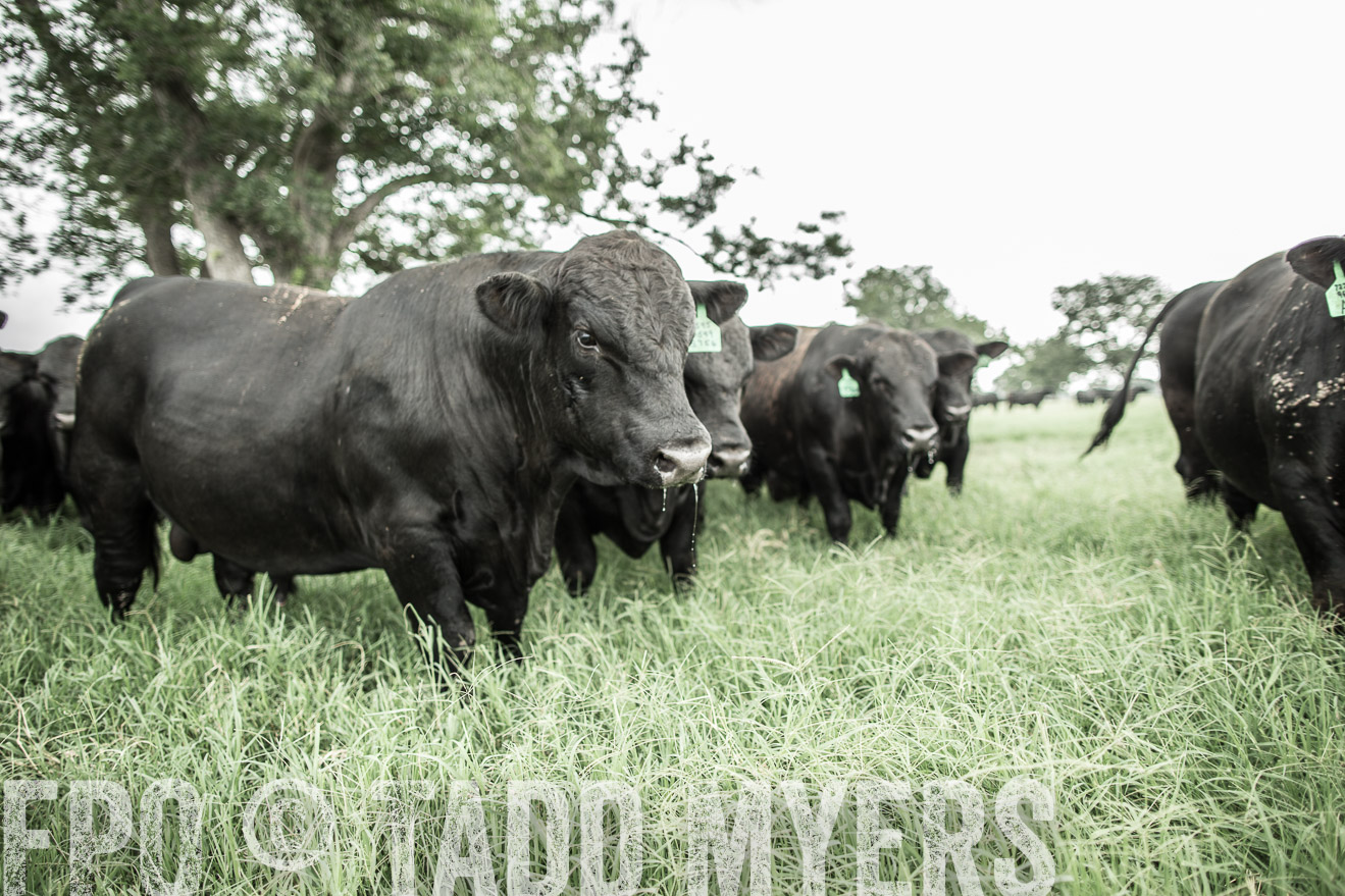 TMyers_CameronTX_June2014-8417