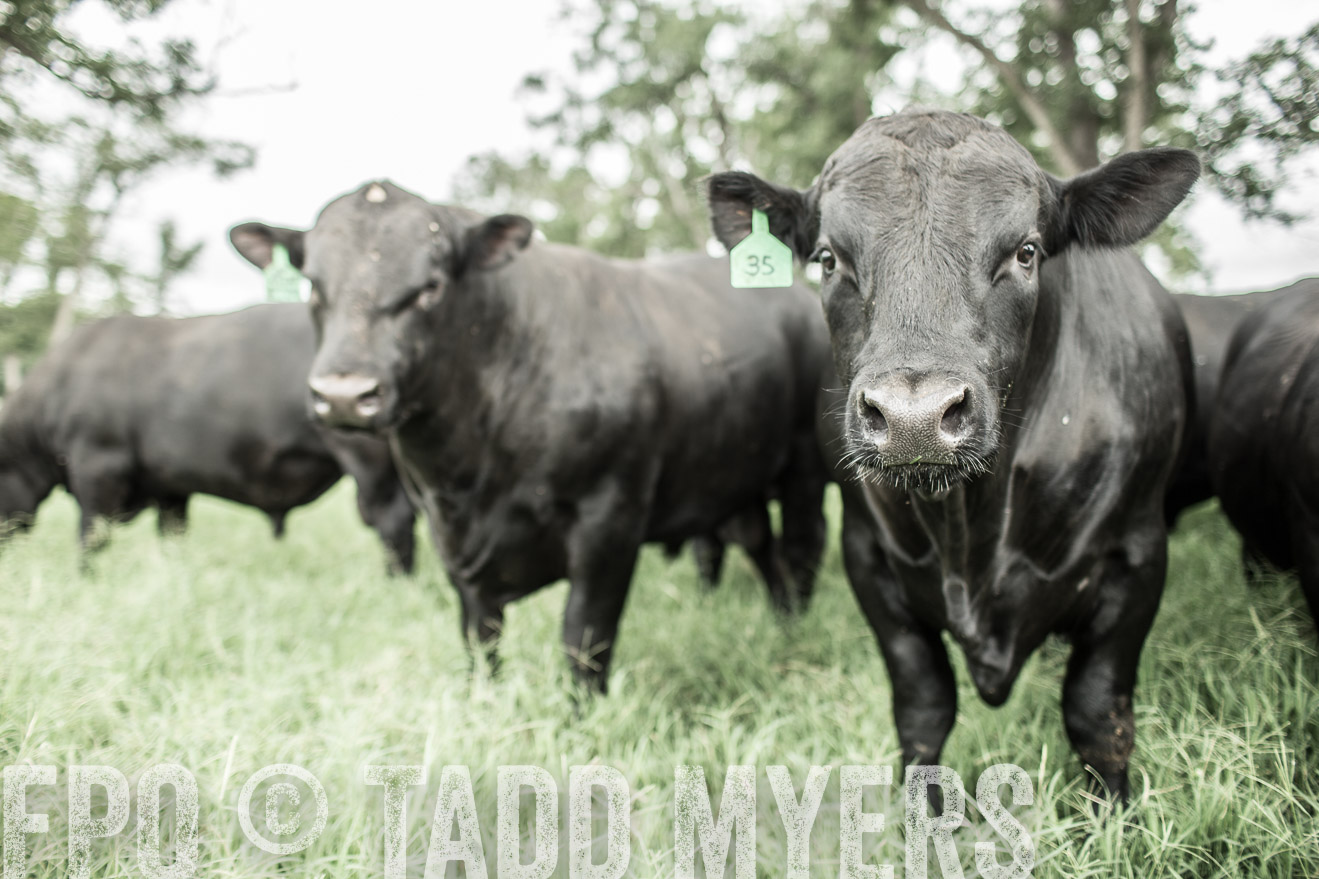 TMyers_CameronTX_June2014-8468