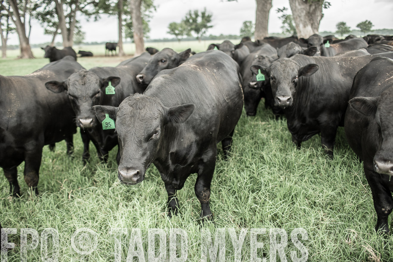 TMyers_CameronTX_June2014-8506
