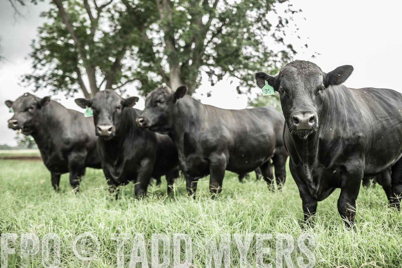 TMyers_CameronTX_June2014-8520