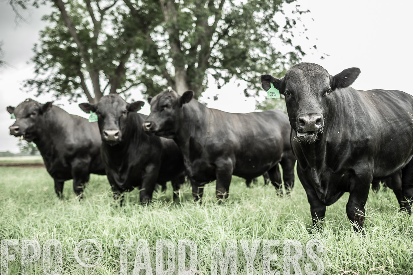 TMyers_CameronTX_June2014-8521