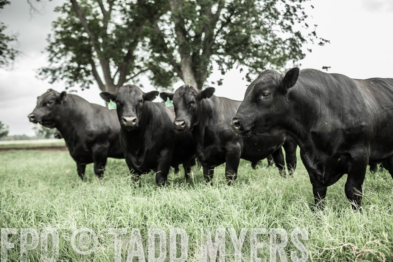 TMyers_CameronTX_June2014-8523