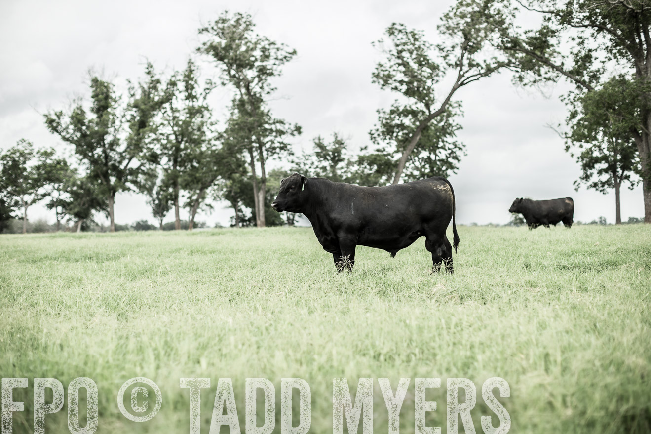 TMyers_CameronTX_June2014-8535