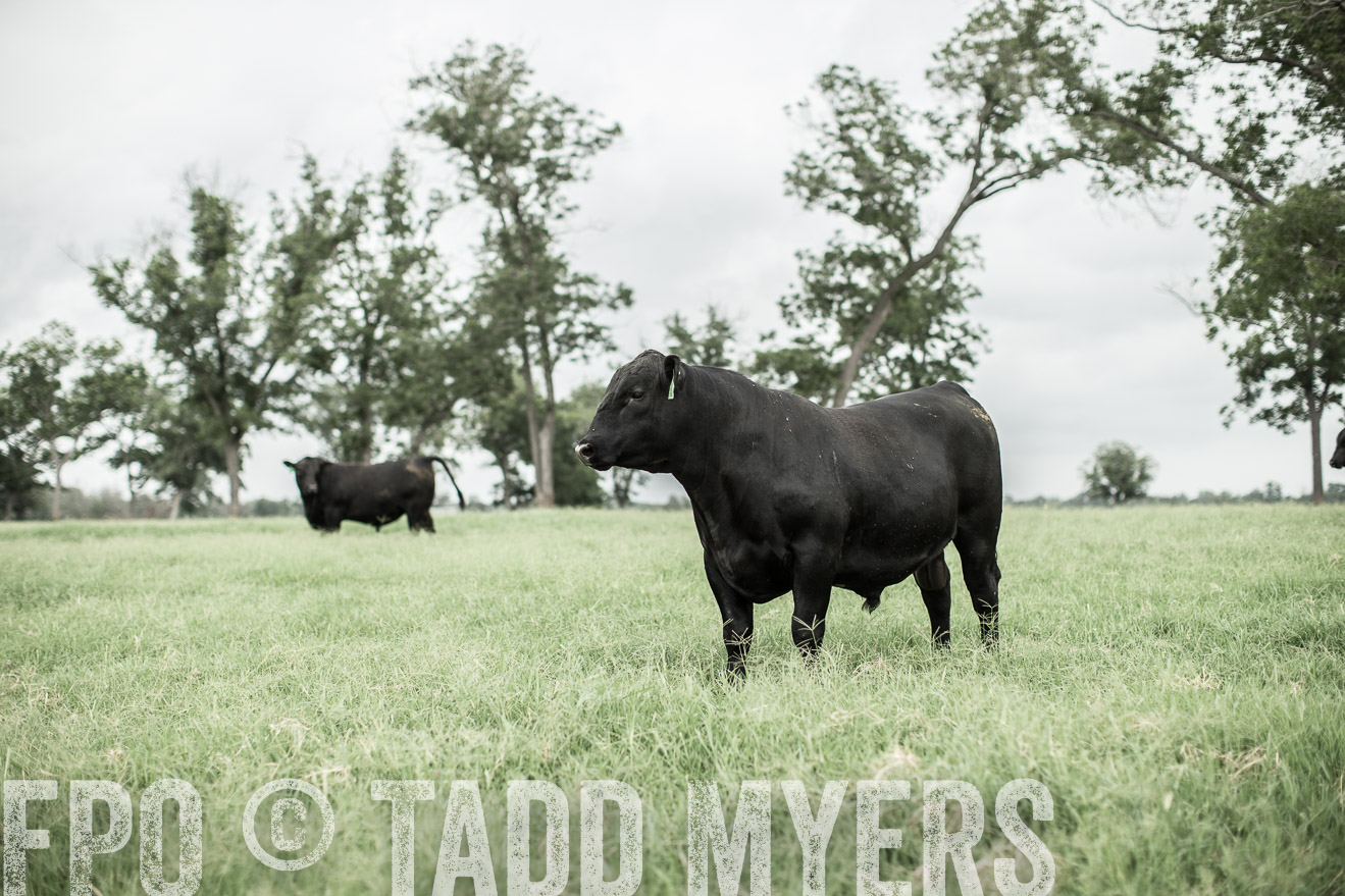 TMyers_CameronTX_June2014-8539