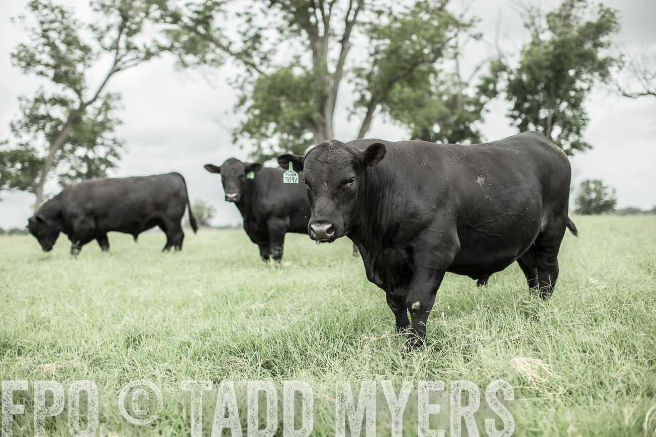 TMyers_CameronTX_June2014-8567