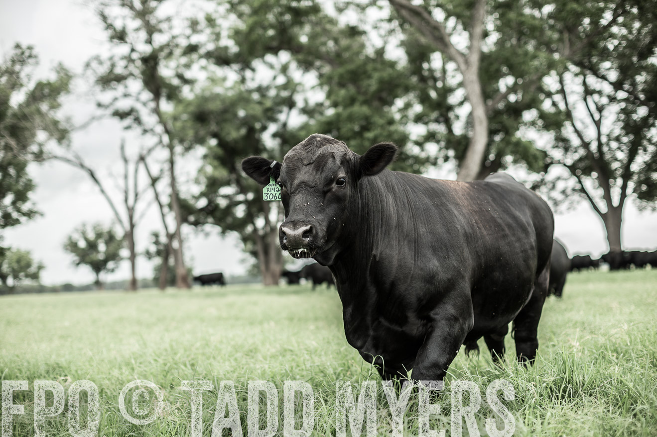 TMyers_CameronTX_June2014-8577