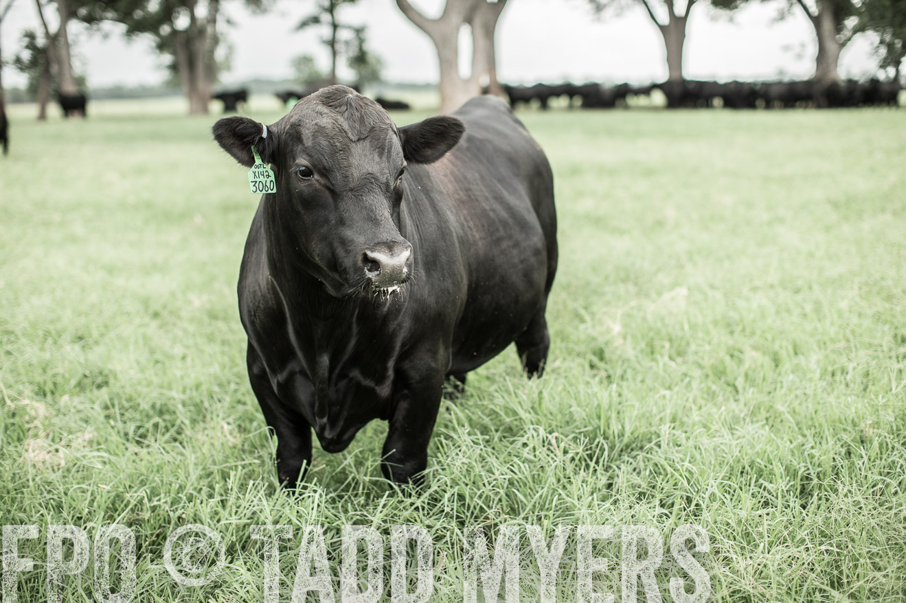TMyers_CameronTX_June2014-8586