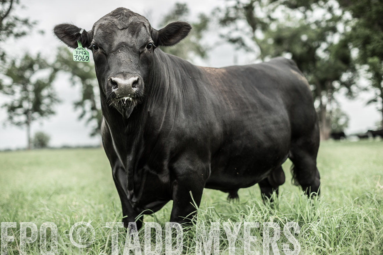 TMyers_CameronTX_June2014-8606