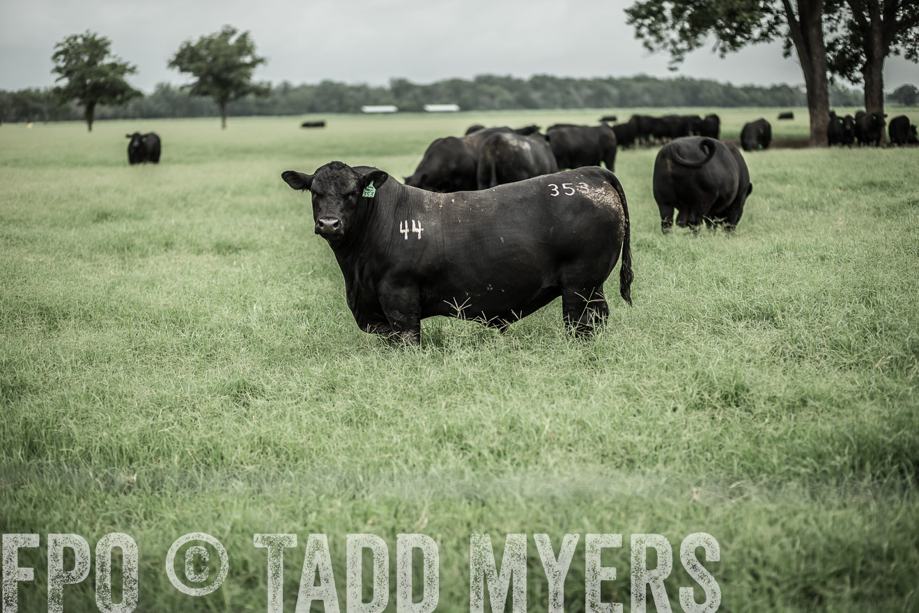 TMyers_CameronTX_June2014-8638