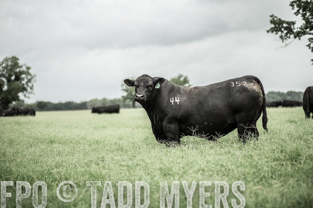 TMyers_CameronTX_June2014-8641