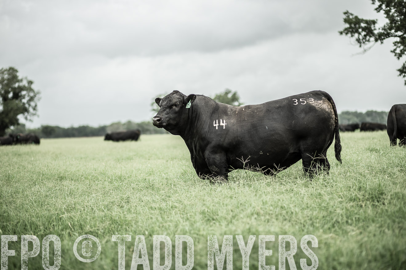 TMyers_CameronTX_June2014-8642