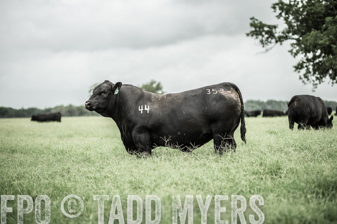 TMyers_CameronTX_June2014-8644