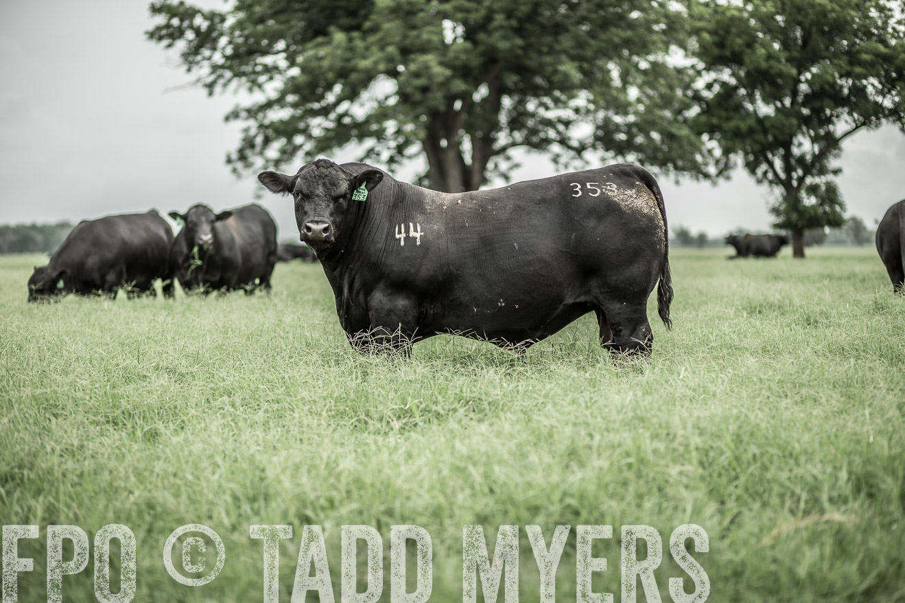 TMyers_CameronTX_June2014-8651