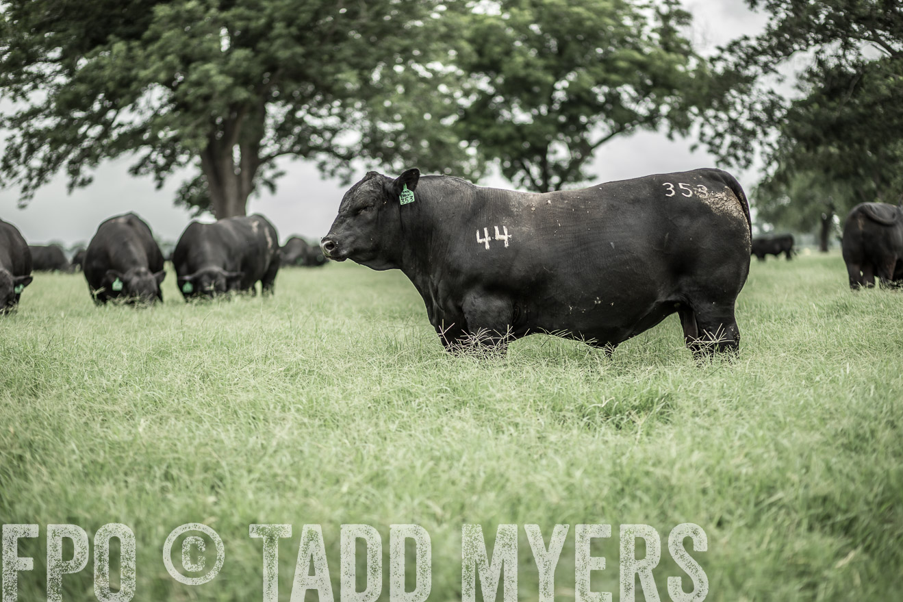 TMyers_CameronTX_June2014-8661