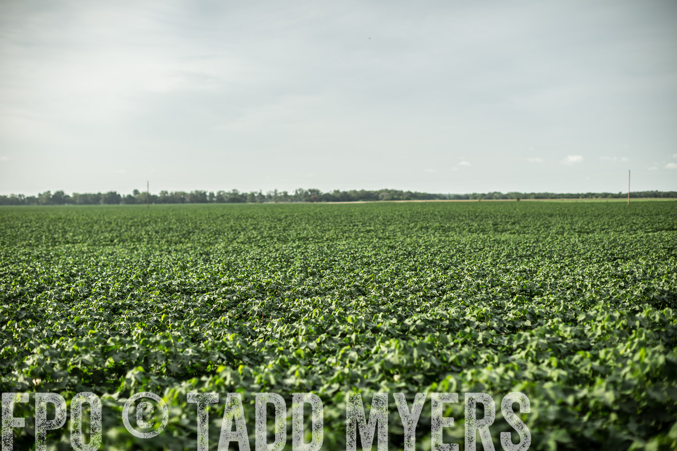 TMyers_CameronTX_June2014-9342