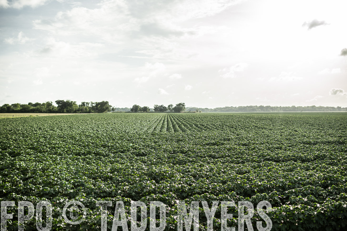 TMyers_CameronTX_June2014-9436