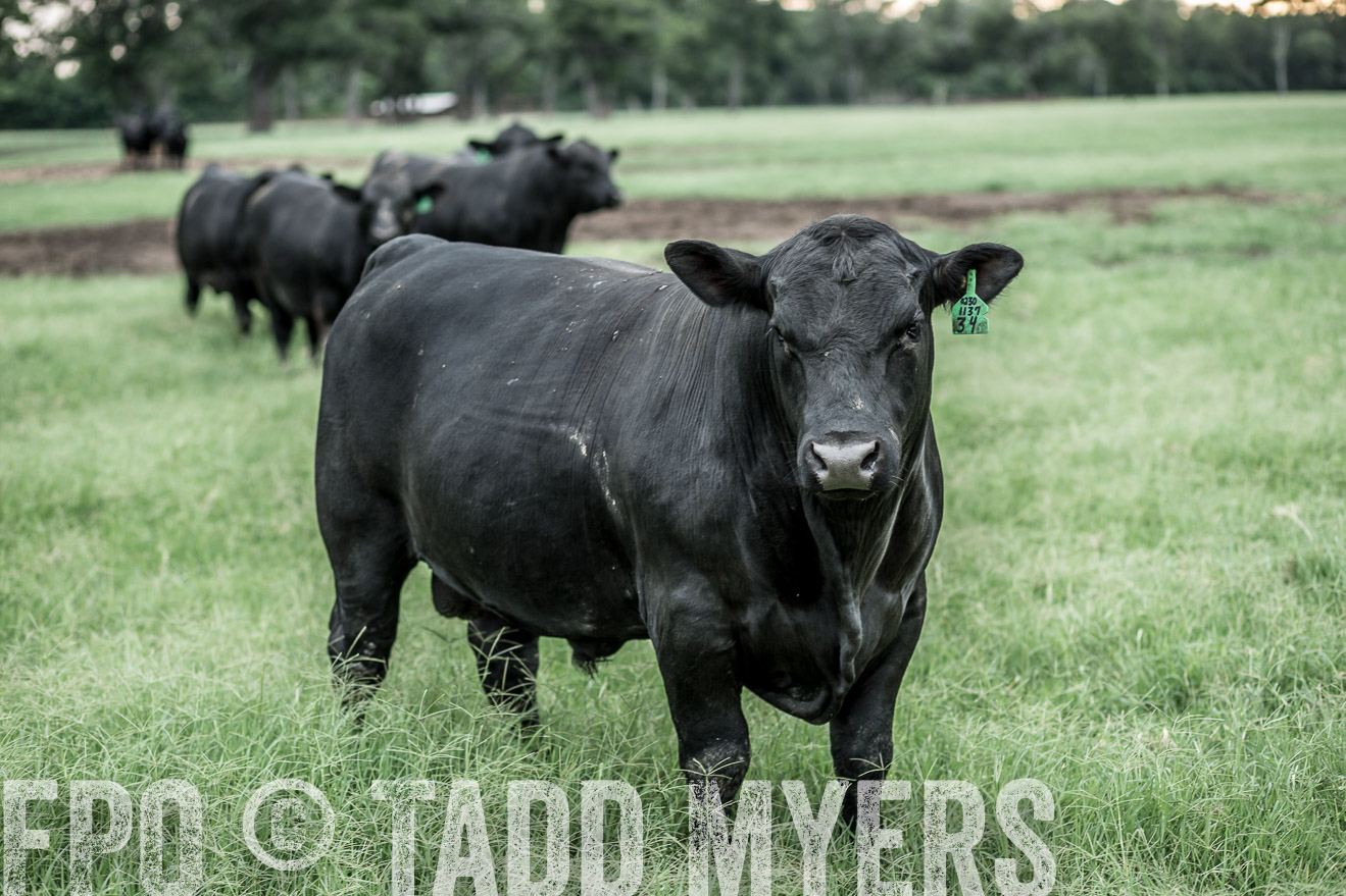 TMyers_CameronTX_June2014-9685