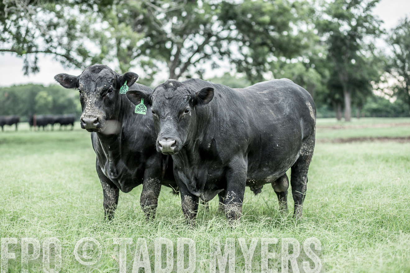 TMyers_CameronTX_June2014-9693