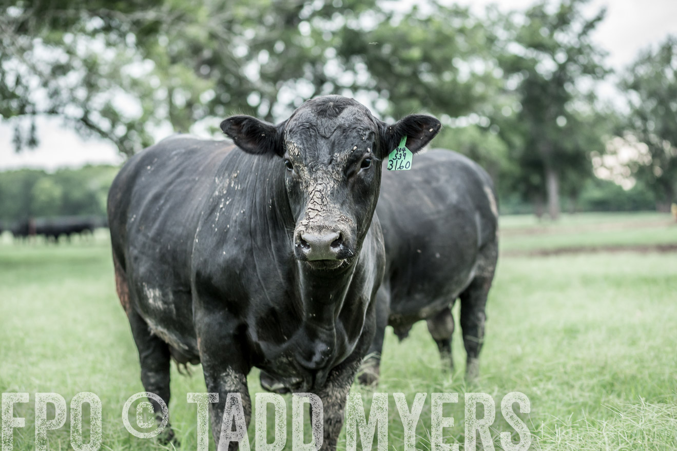 TMyers_CameronTX_June2014-9697