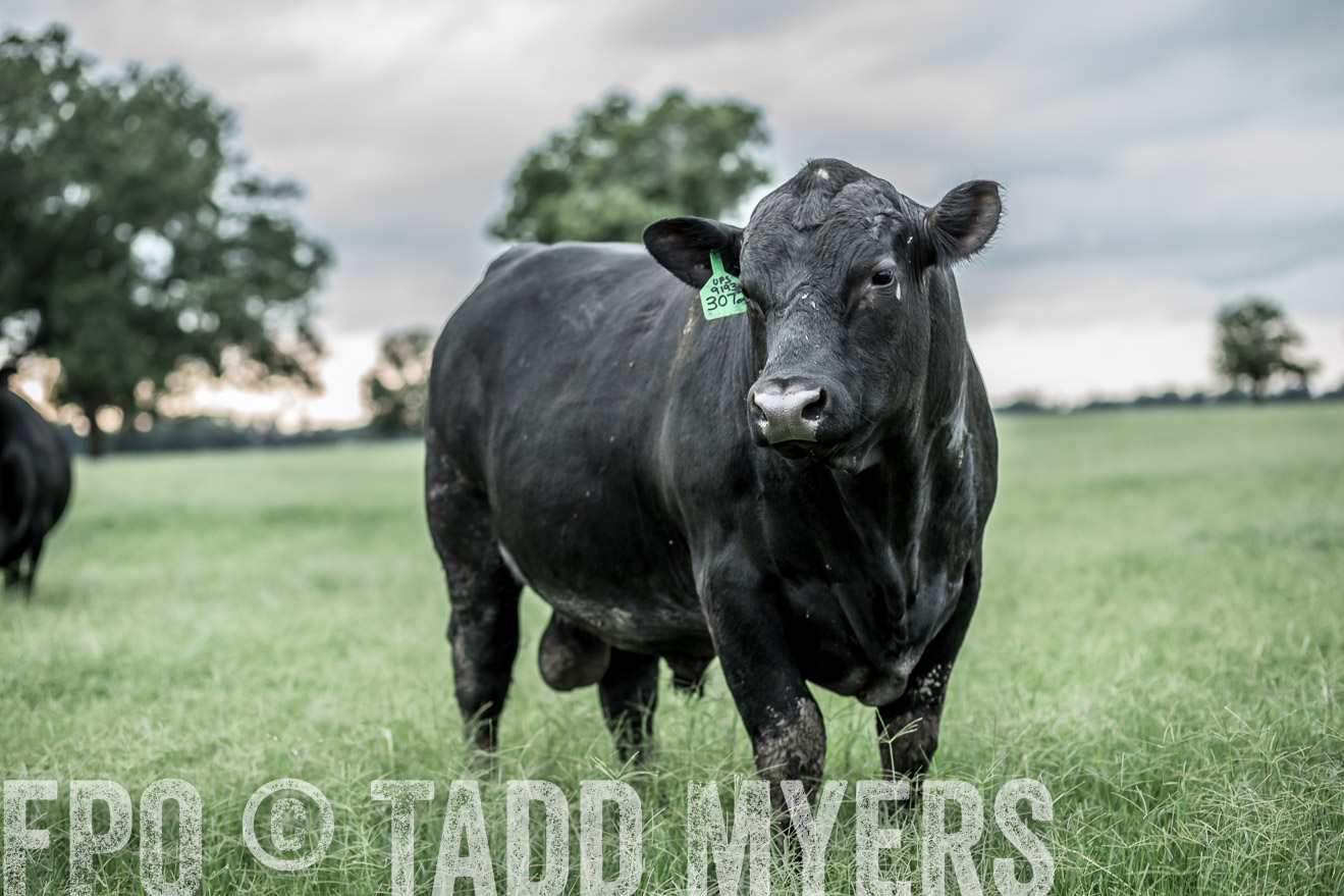 TMyers_CameronTX_June2014-9703