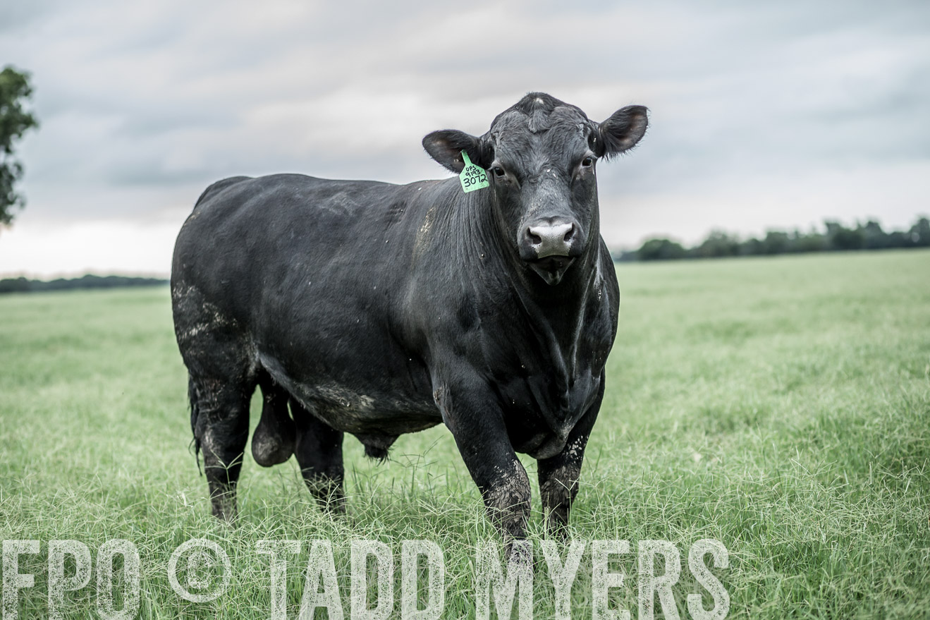 TMyers_CameronTX_June2014-9710