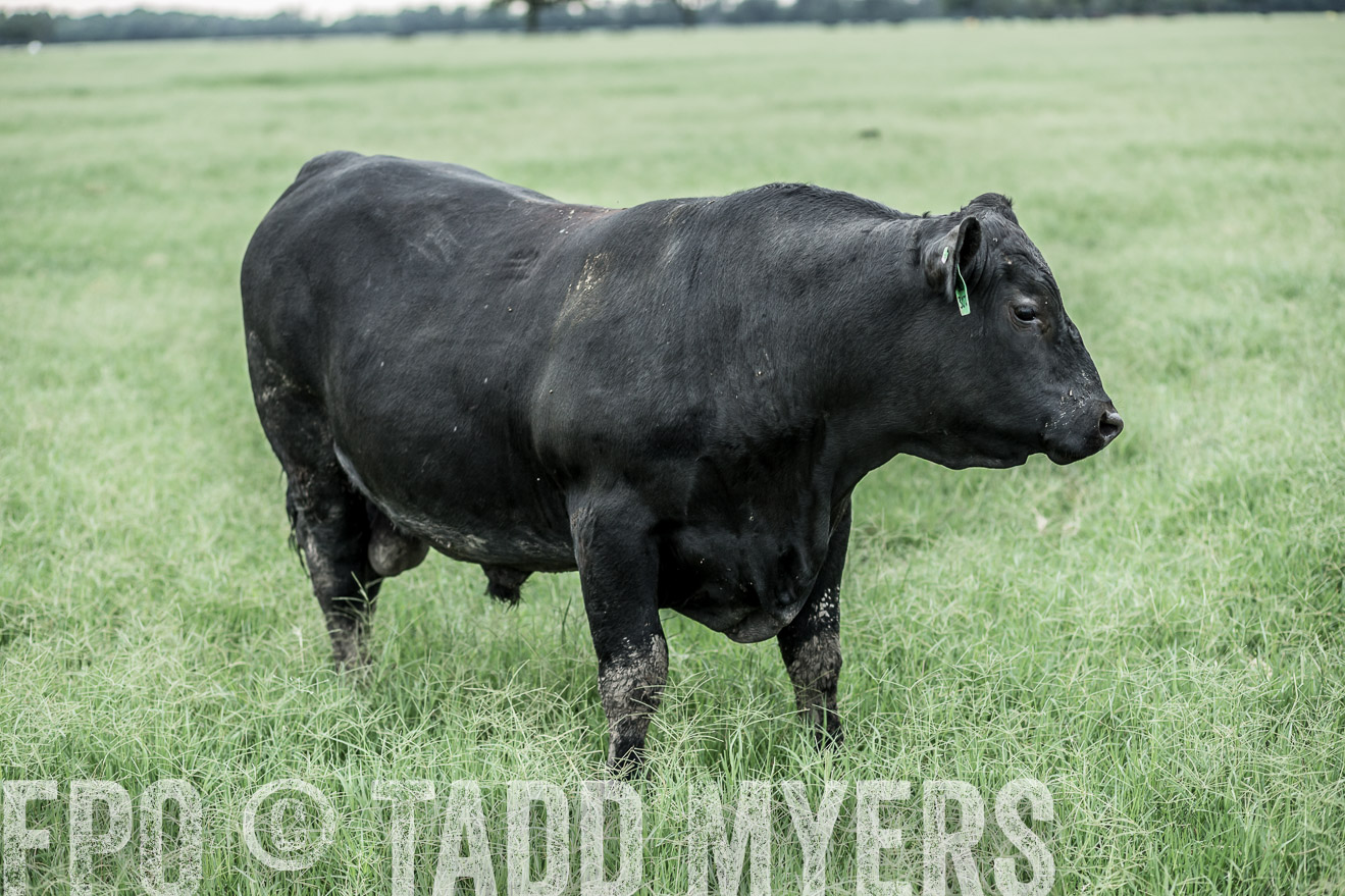 TMyers_CameronTX_June2014-9714