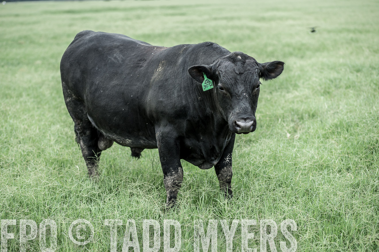 TMyers_CameronTX_June2014-9715