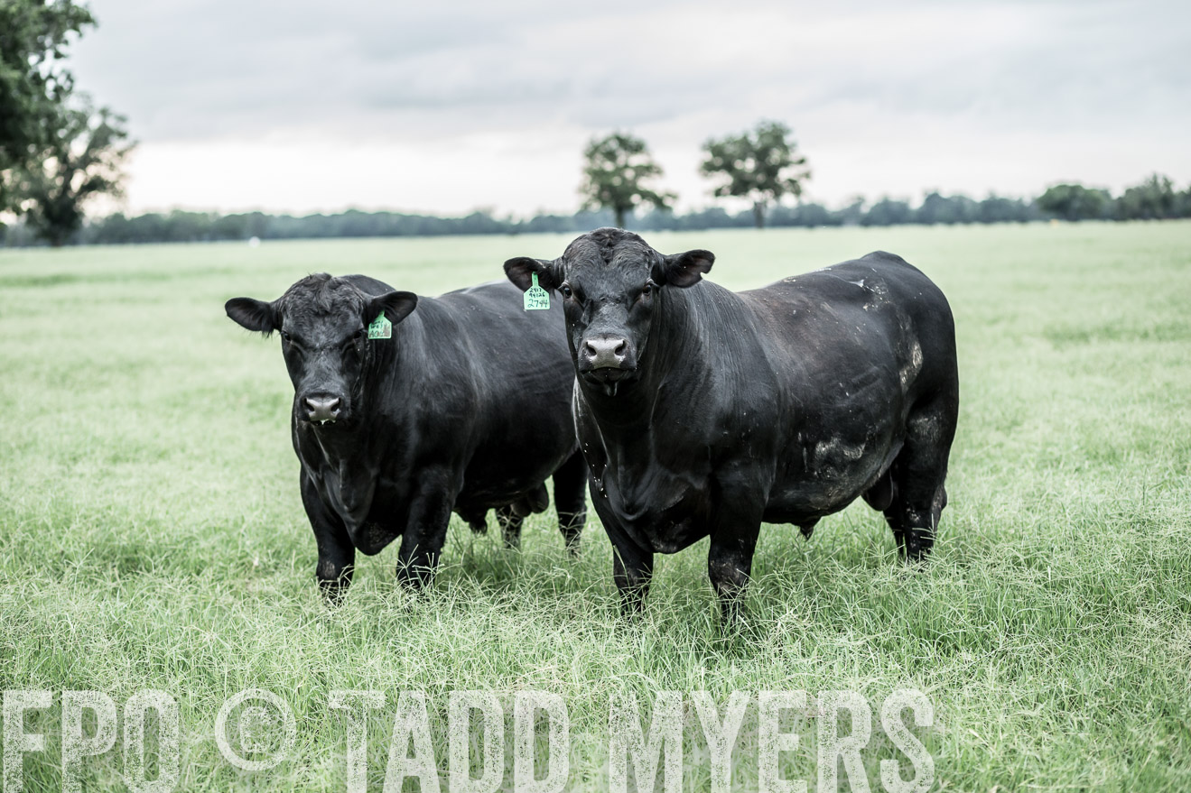TMyers_CameronTX_June2014-9720