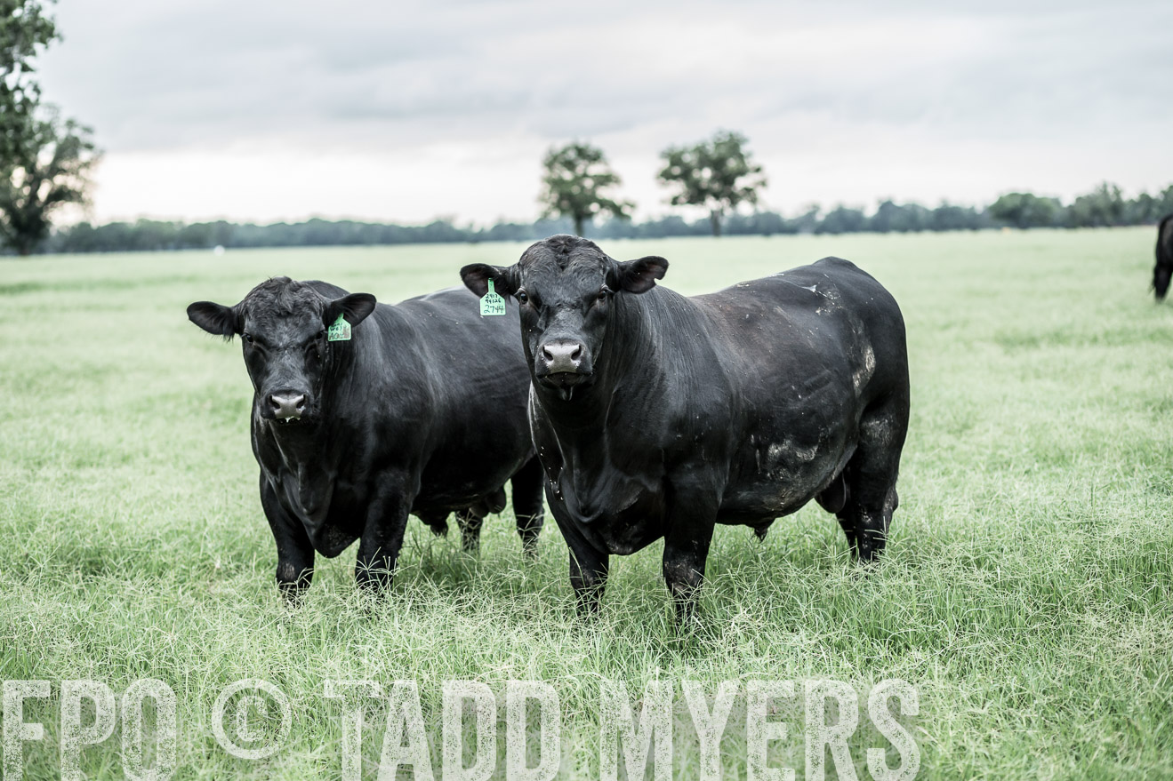 TMyers_CameronTX_June2014-9722
