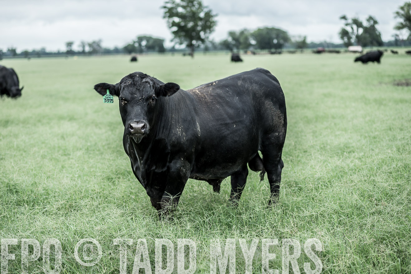 TMyers_CameronTX_June2014-9737
