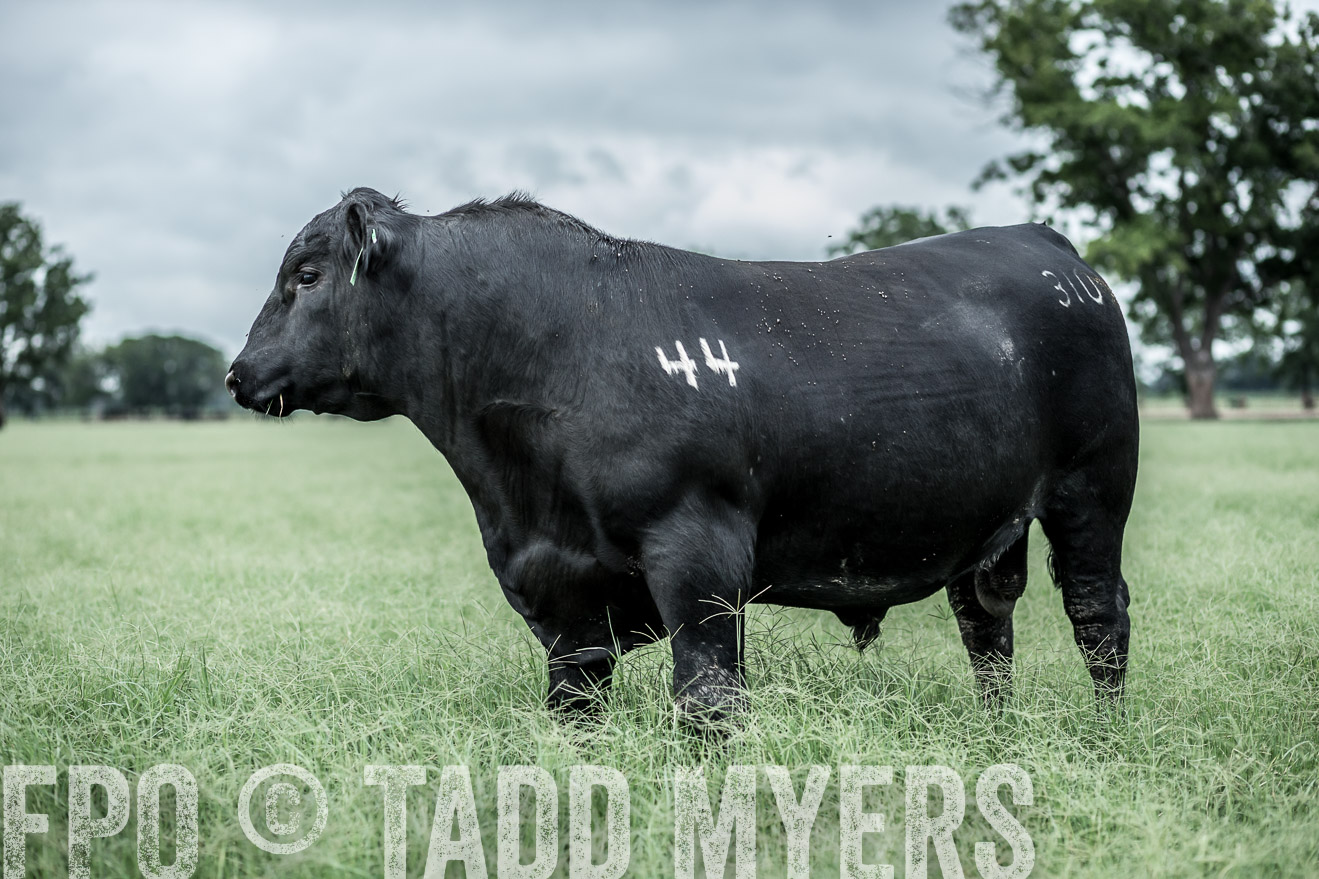 TMyers_CameronTX_June2014-9745