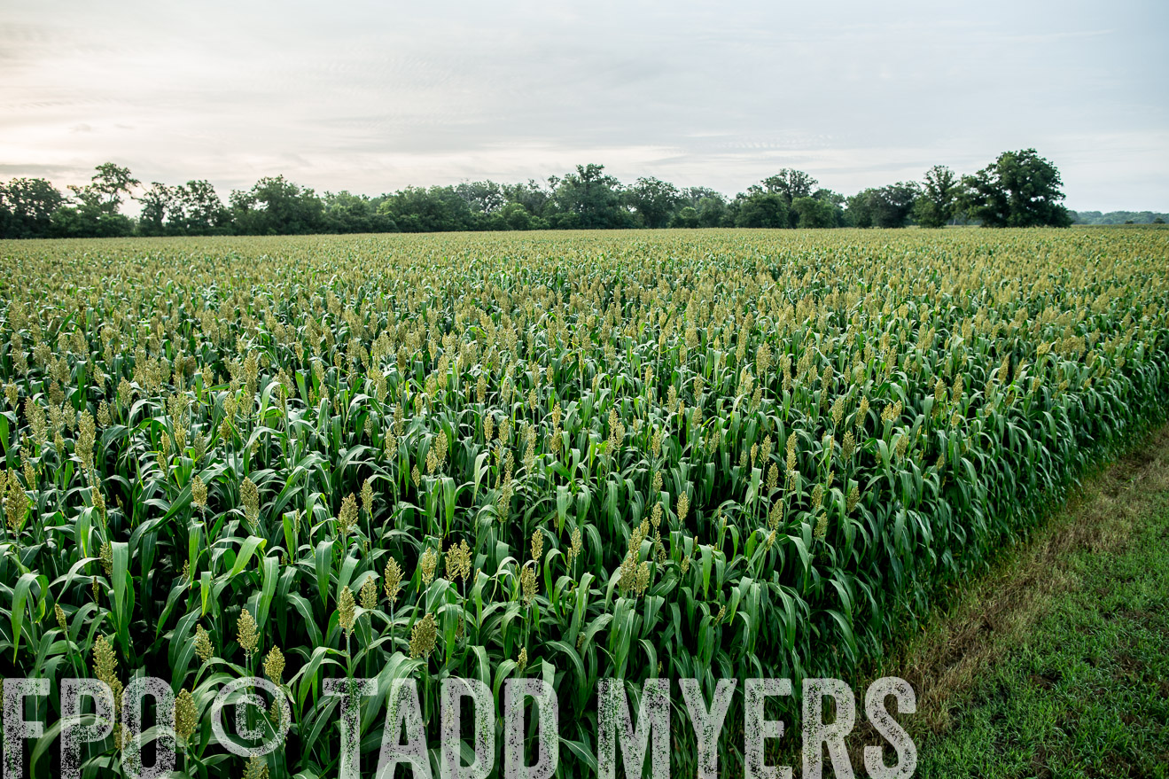 TMyers_CameronTX_June2014-9773