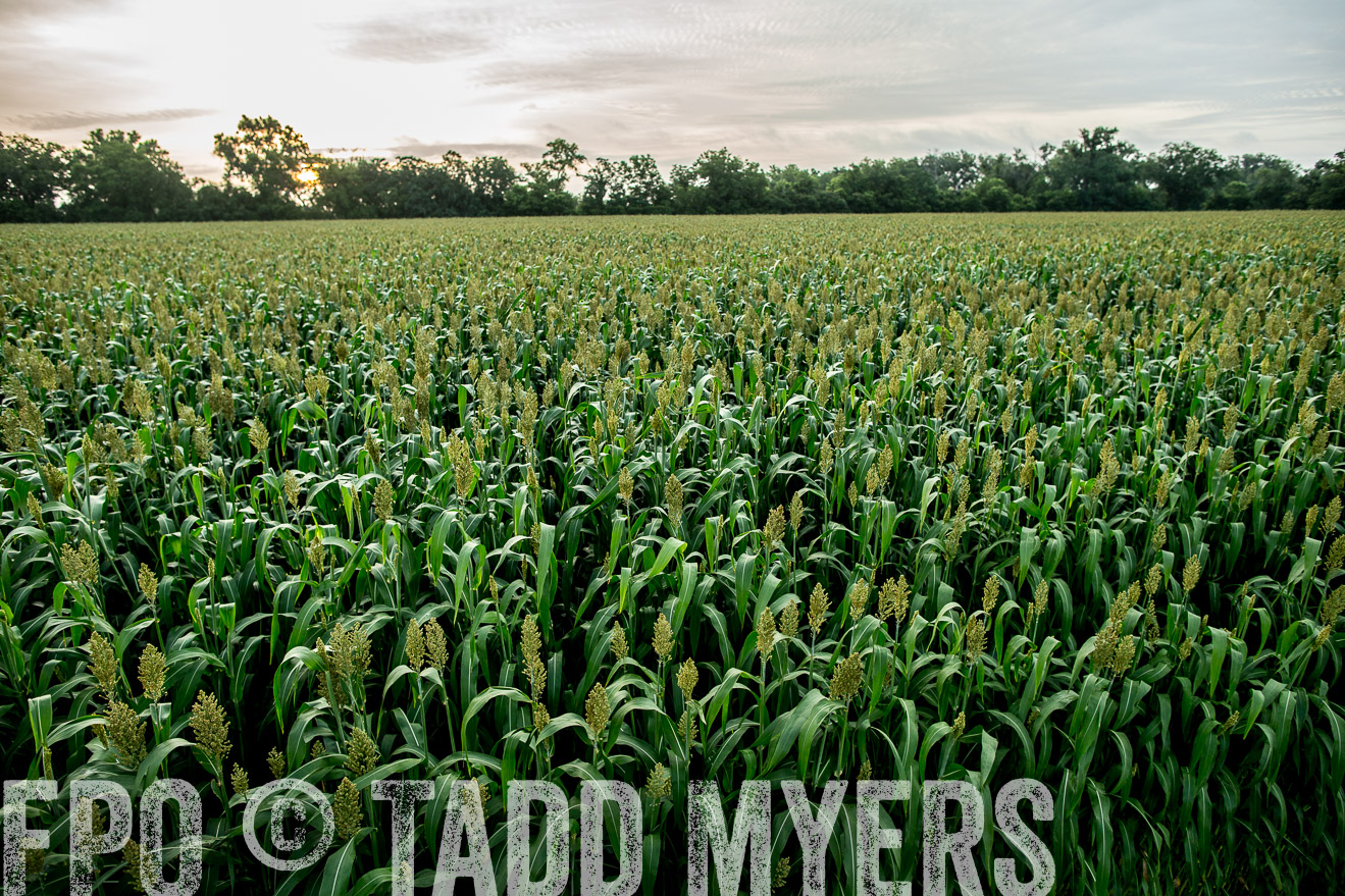 TMyers_CameronTX_June2014-9776