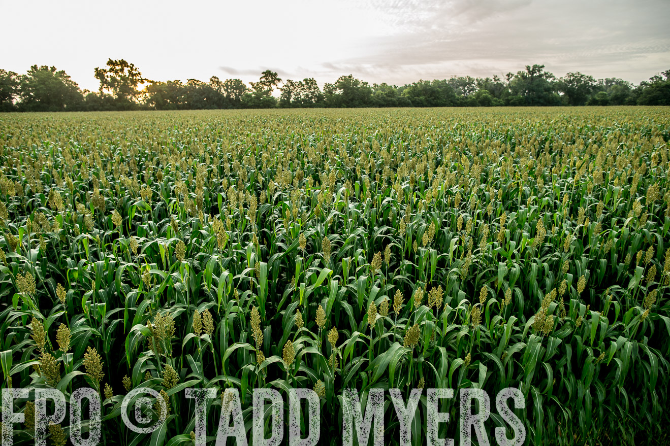 TMyers_CameronTX_June2014-9800