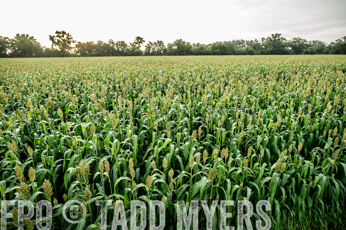 TMyers_CameronTX_June2014-9805