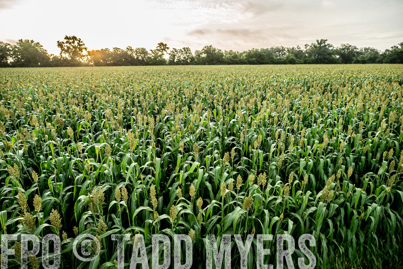 TMyers_CameronTX_June2014-9830