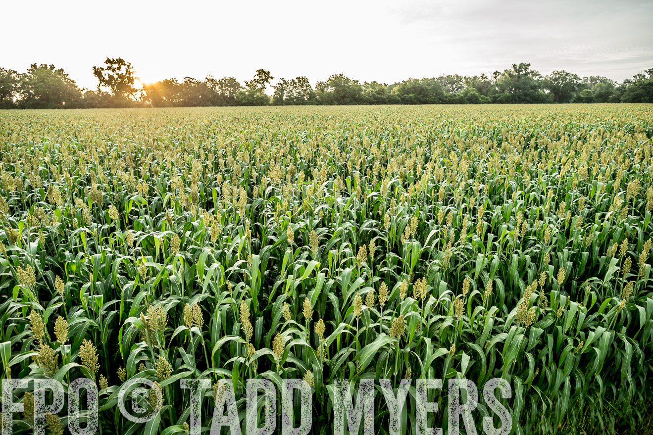 TMyers_CameronTX_June2014-9844