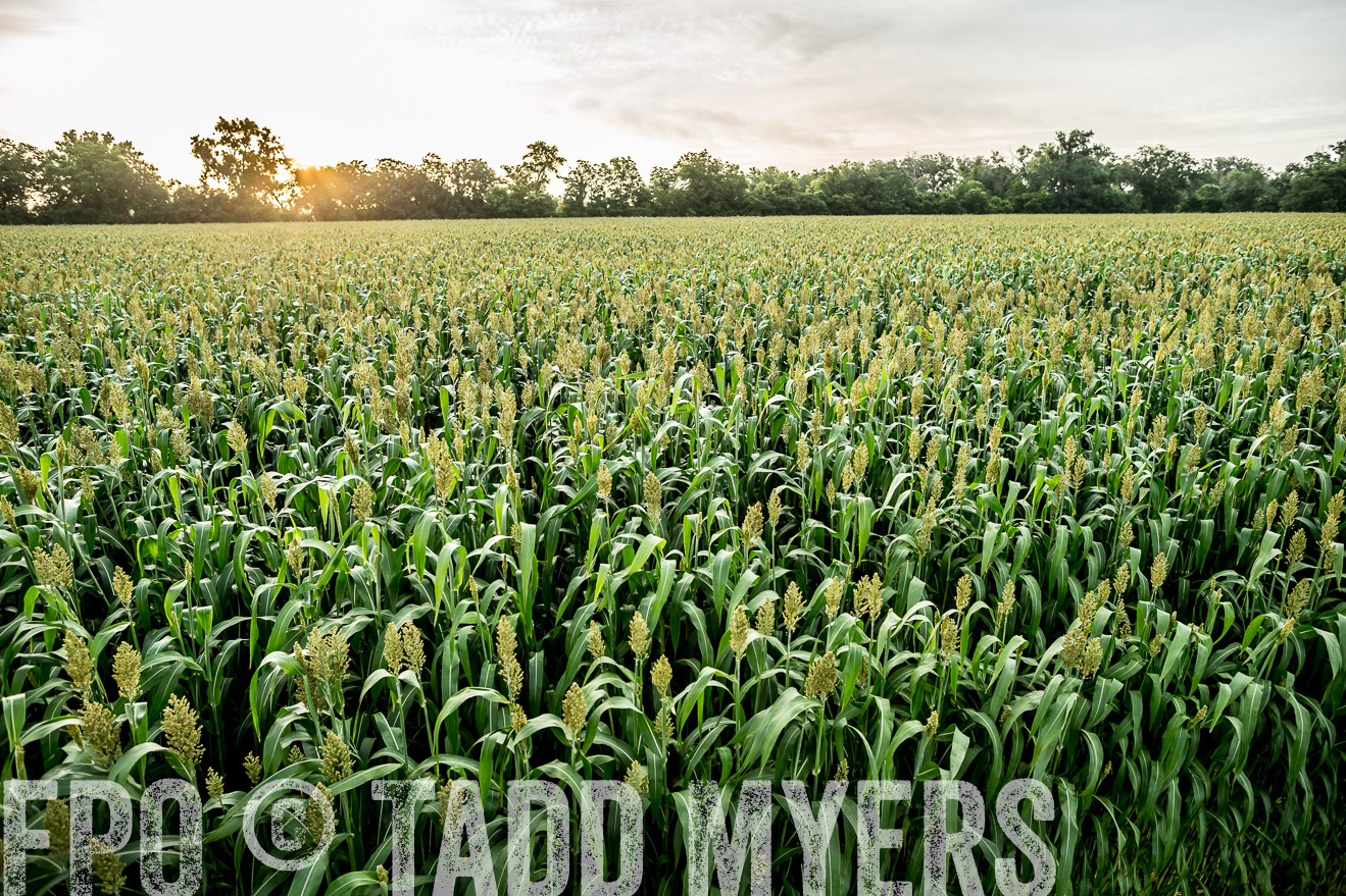 TMyers_CameronTX_June2014-9853