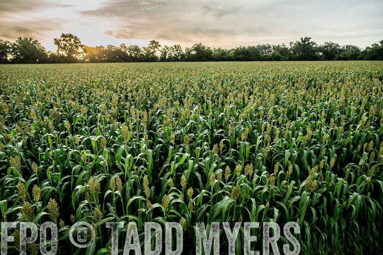 TMyers_CameronTX_June2014-9875