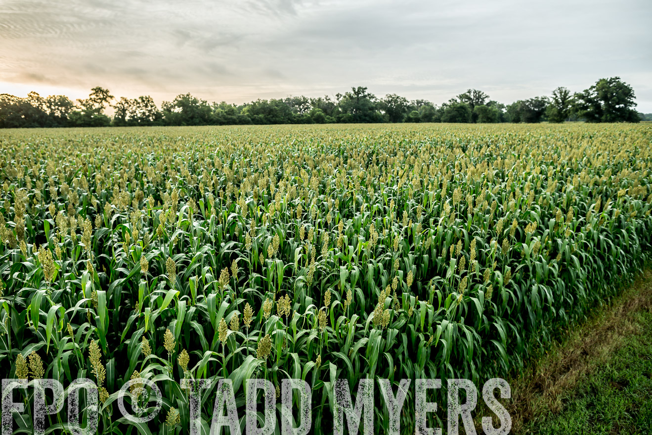 TMyers_CameronTX_June2014-9887